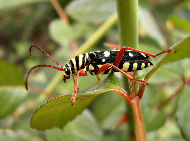 Long horned Beetle