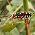 Long horned Beetle