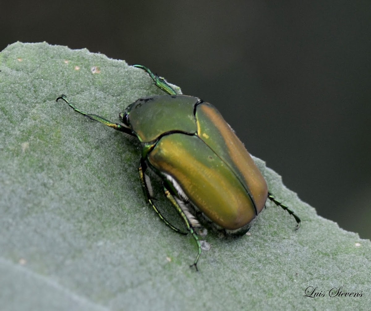 Figeater beetle (Mayate)