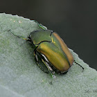 Figeater beetle (Mayate)