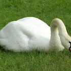 Mute Swan