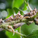 oak treehopper