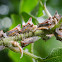 oak treehopper