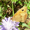 Meadow Brown Butterfly ♀