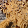 Forking slime mold