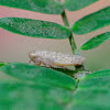 Leafhopper