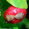 Stink bugs mating