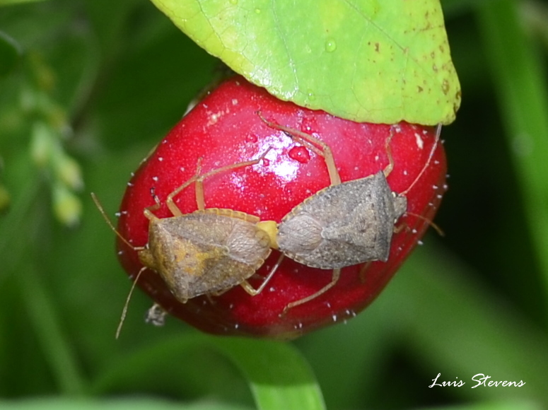 Stink bugs mating
