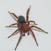 Ground spider (male)