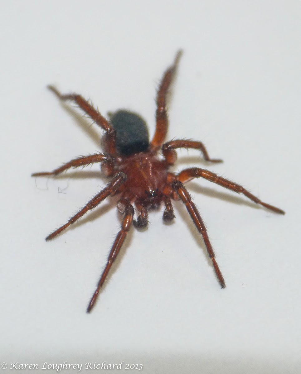Ground spider (male)