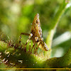 Fulgorid Planthopper nimph
