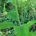 Herbaceous Carrion-Flower