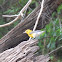 Prothonotary Warbler