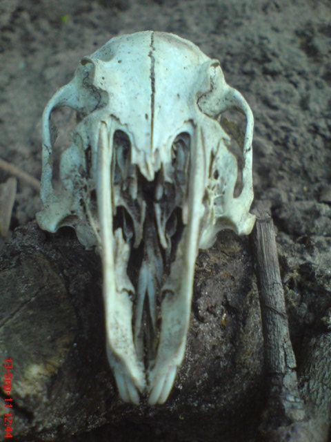 rabbit skull