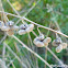 hound's-tongue dried seed pods