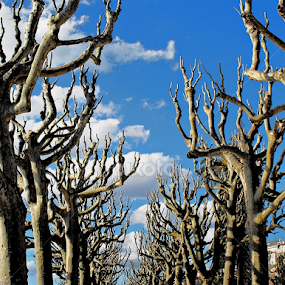 Sol de Inverno by Ana Batista Constantino - City,  Street & Park City Parks