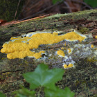 Many-headed Slime Mold