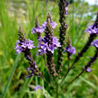 Blue Vervain