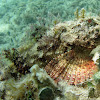 Spotted Scorpionfish ( juvenile )