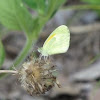 Dainty sulphur butterfly