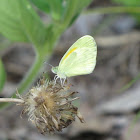 Dainty sulphur butterfly