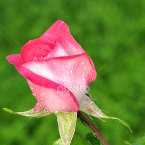 Natural Rose by Suaib Akhter - Flowers Single Flower