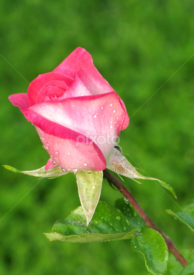 Natural Rose | Single Flower | Flowers | Pixoto
