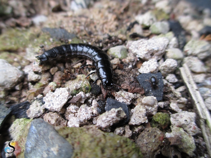 Carabidae sp. larva