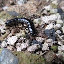 Carabidae sp. larva