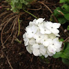 White Hortensia