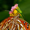 Crab spider with Gulf Fritillary butterfly