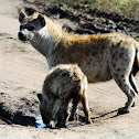 Spotted Hyaena