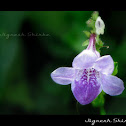 Violet Asystasia