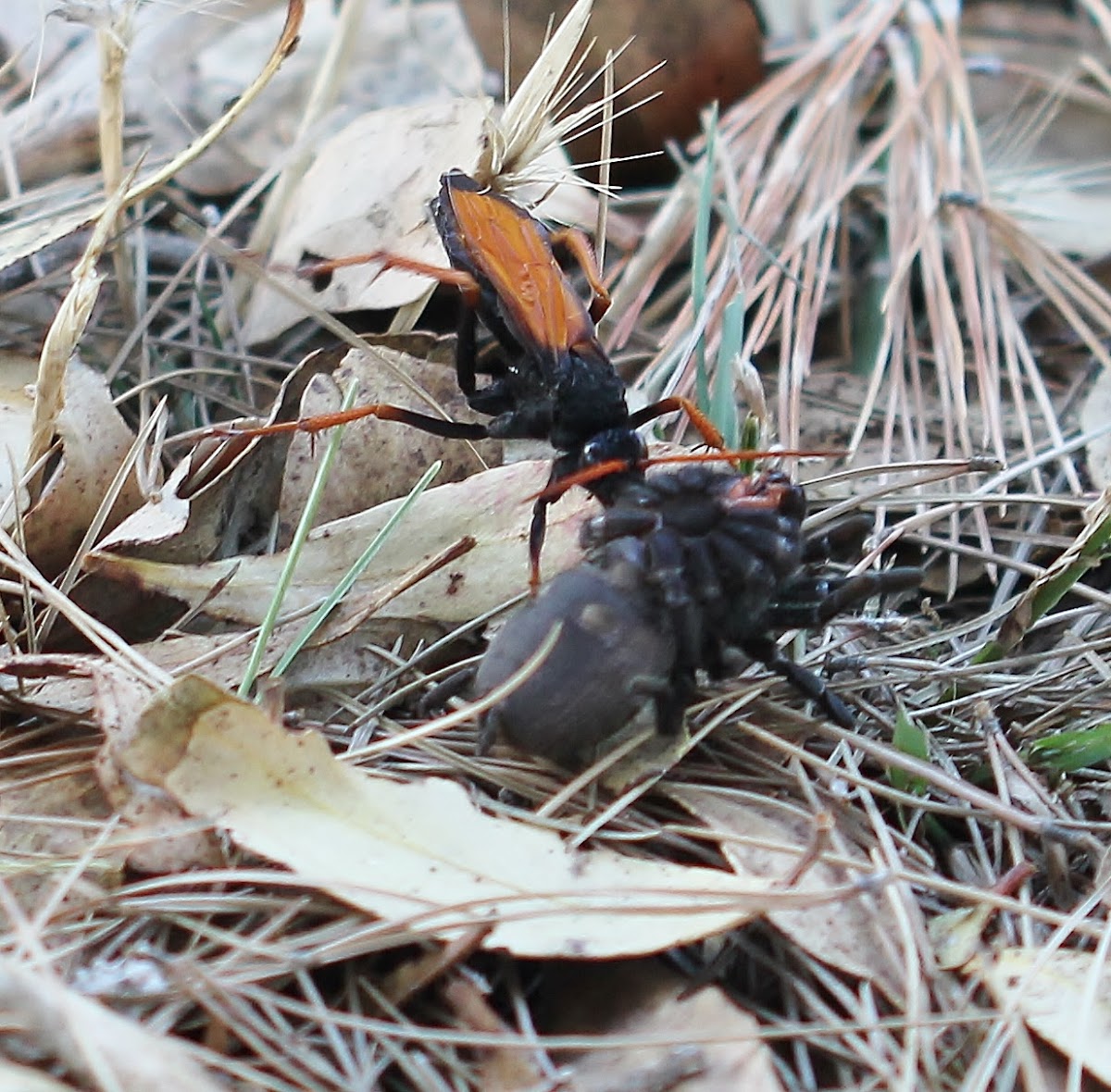 Spider-hunting Wasp with prey