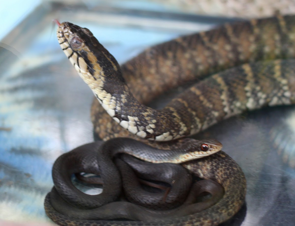 Northern Water Snake and Black Racer