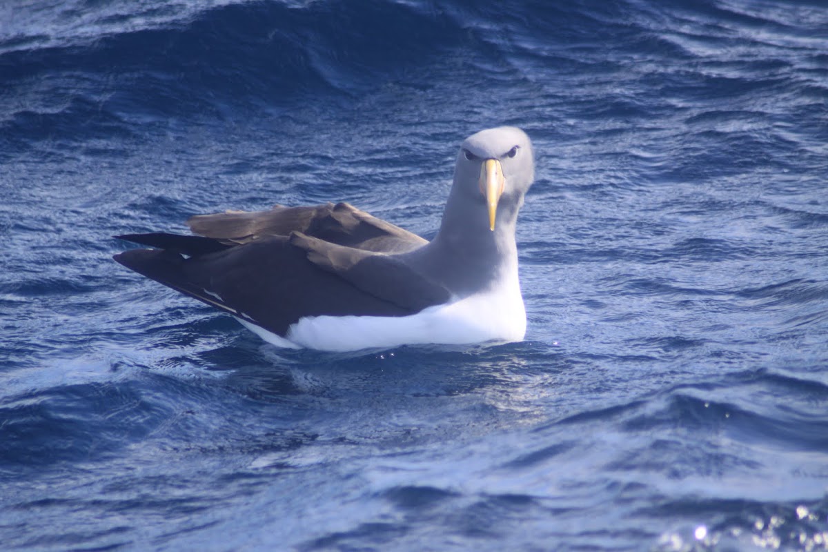Chatham Island Albatross