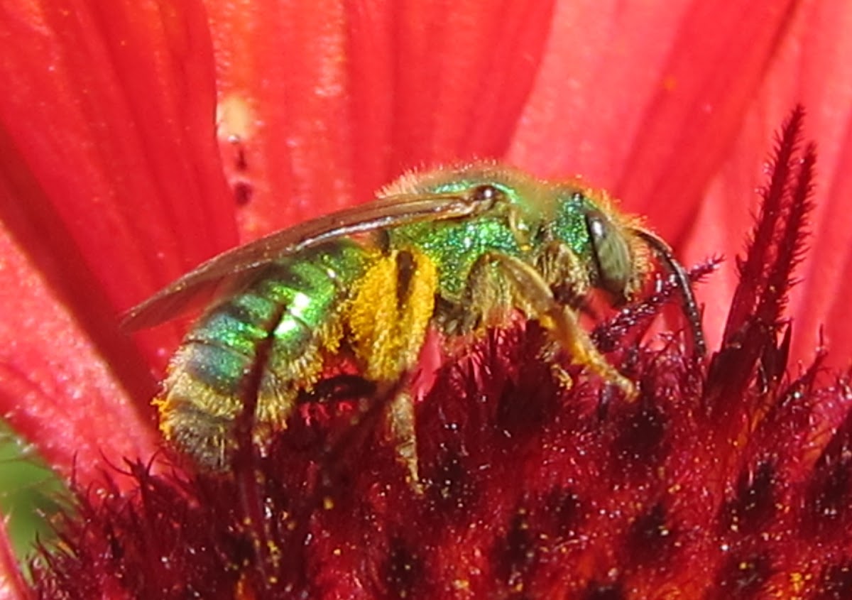 Metallic Green Bees