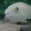 Whitespot Parrotfish