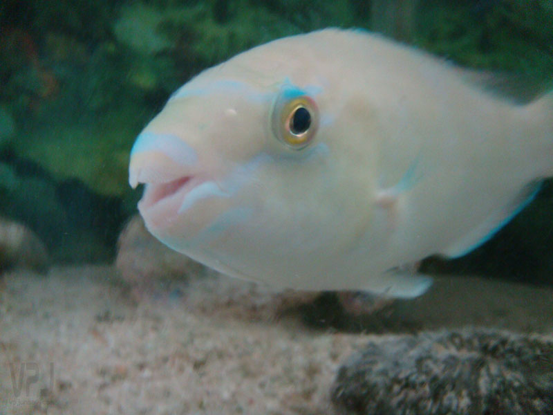 Whitespot Parrotfish