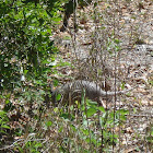 Nine-banded Armadillo