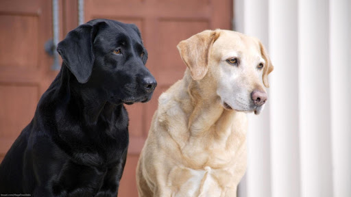 免費下載個人化APP|Labrador  Wallpaper app開箱文|APP開箱王