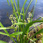 Branched Bur-reed