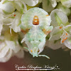 Jagged Ambush Bug nymph