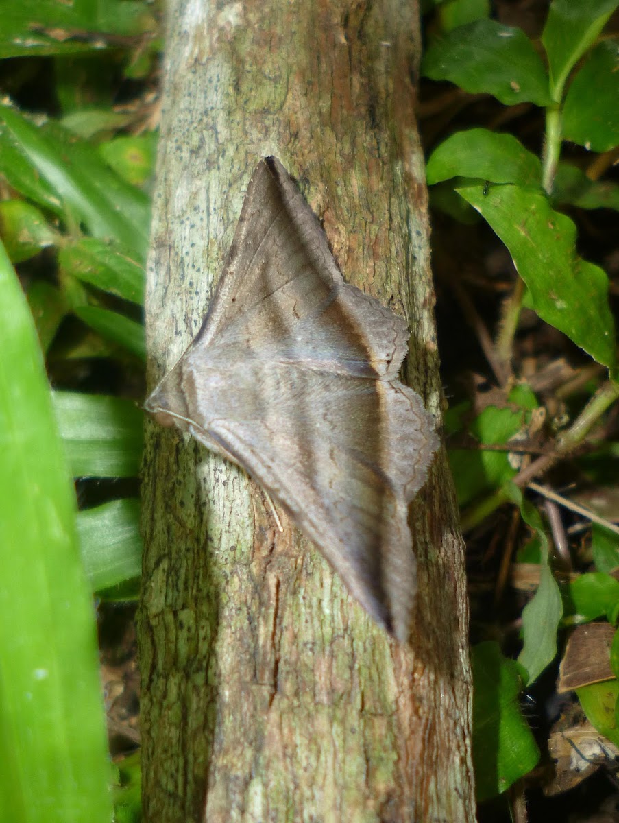 Moth Camouflaged