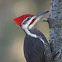 Pileated Woodpecker