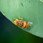 Unknown Hoverfly
