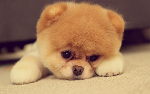 Q Puppy Live Wallpaper(圖6)-速報App