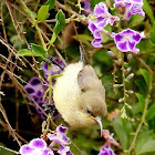 Variable sunbird, female
