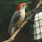 Red-bellied Woodpecker