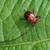 leaf-cutter beetle